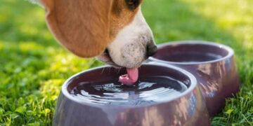 Veterinarian Reveals Why You Shouldn’t Let Your Dog Drink From Public Water Bowls