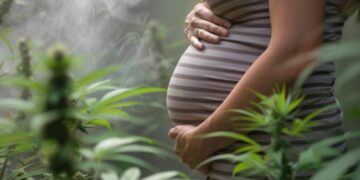 Columbia Researchers Warn of Underestimated Cannabis Risks in Pregnancy