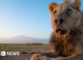 Kenya: Wild lion Loonkiito, ‘one of the world’s oldest’, killed