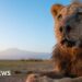 Kenya: Wild lion Loonkiito, ‘one of the world’s oldest’, killed