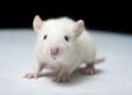 Prenatal opioids may harm newborn breathing, rat study finds