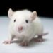 Prenatal opioids may harm newborn breathing, rat study finds
