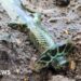 Dazzling ancient bronze sword found in Germany – BBC