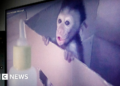 Global network of sadistic monkey torture exposed by BBC