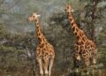 Too much rain, not high temps, threaten giraffes survival