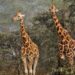 Too much rain, not high temps, threaten giraffes survival