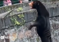 Hangzhou Zoo: Our sun bears are real, not humans in disguise