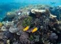 US coral reefs are in danger. Here's why – Channel3000.com – WISC-TV3