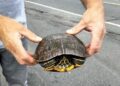 Workers save turtles migrating through Conn. dry-cleaning business
