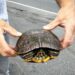 Workers save turtles migrating through Conn. dry-cleaning business