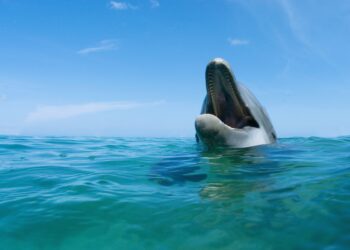 Dolphin Attacks Man, Biting Him and Breaking His Bones