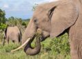 Elephants mix it up when it comes to food