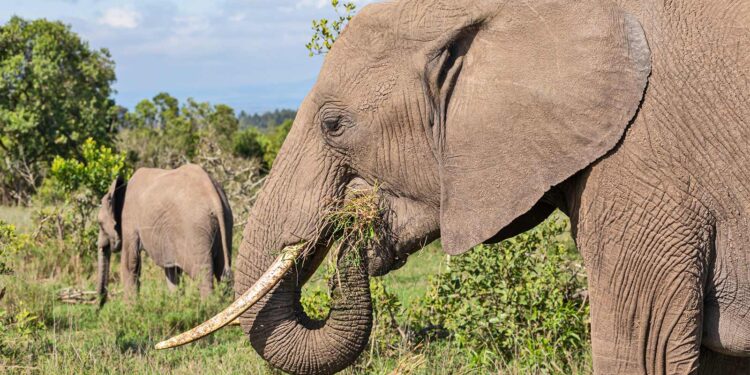 Elephants mix it up when it comes to food