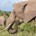 Elephants mix it up when it comes to food