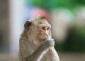 One Injection of a Kidney Protein Boosted Memory in Older Monkeys