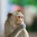 One Injection of a Kidney Protein Boosted Memory in Older Monkeys