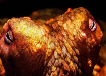 The octopus visual system is a lot like ours