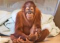 Team diagnoses Mila the orangutan with rare genetic disease