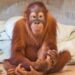 Team diagnoses Mila the orangutan with rare genetic disease