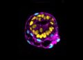 Scientists Race to Engineer Human Embryo Models From Stem Cells