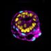 Scientists Race to Engineer Human Embryo Models From Stem Cells