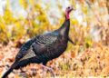 Climate change may not alter turkey nesting much