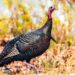 Climate change may not alter turkey nesting much