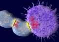 Yale Scientists Discover New Way To Reduce Friendly Fire in Cell Therapy