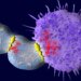 Yale Scientists Discover New Way To Reduce Friendly Fire in Cell Therapy