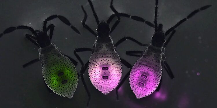 Why young squash bugs must eat poop