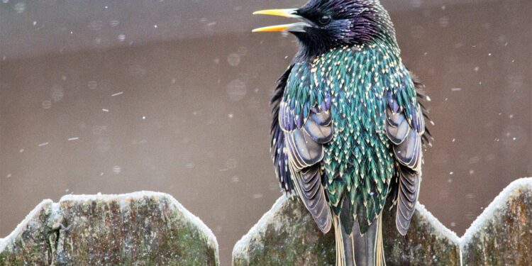 Some vocal learners are really good problem solvers, too