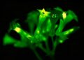 You’ll Soon Be Able to Buy Genetically Engineered Glow-in-the-Dark Petunias