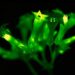 You’ll Soon Be Able to Buy Genetically Engineered Glow-in-the-Dark Petunias