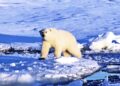 Team links greenhouse gas emissions to polar bear survival
