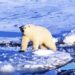 Team links greenhouse gas emissions to polar bear survival
