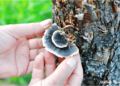 Turkey Tail Mushrooms (and Why To Try Them)