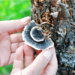 Turkey Tail Mushrooms (and Why To Try Them)