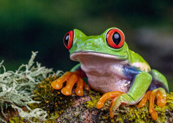 The Poor Little Froggos Are Going Extinct