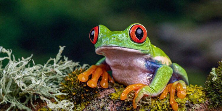 The Poor Little Froggos Are Going Extinct