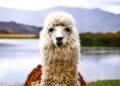 Llamas can mitigate some of climate change’s harmful effects