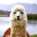 Llamas can mitigate some of climate change’s harmful effects