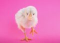 These CRISPR-Engineered Super Chickens Are Resistant to Bird Flu