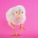 These CRISPR-Engineered Super Chickens Are Resistant to Bird Flu