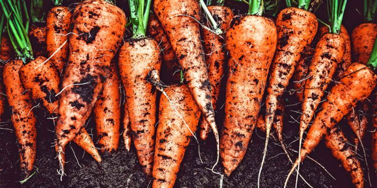 Why are carrots orange? – Futurity