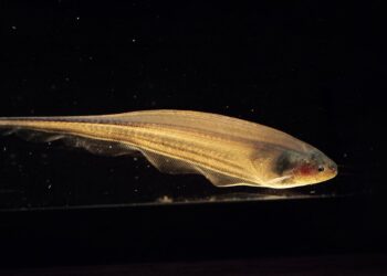 To sense the world, we all shimmy like a knifefish