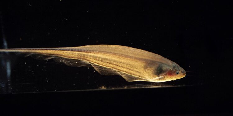 To sense the world, we all shimmy like a knifefish