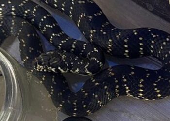 Man takes venomous snake home to show children, ends up in hospital | World News