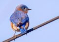 Material mimics structures that make bluebirds blue