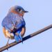 Material mimics structures that make bluebirds blue