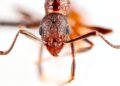 Super rare ants found hiding in North Carolina trees